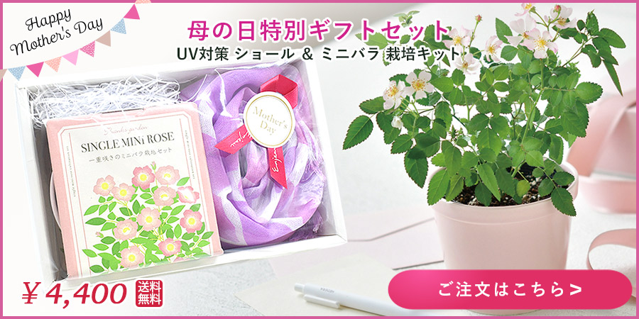 ミニバラ 栽培キット
