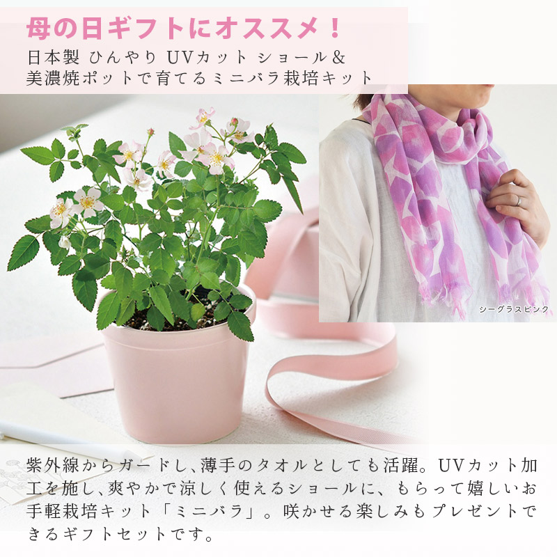 miniroseset-seaPK ショール＆ミニバラ ギフトセット